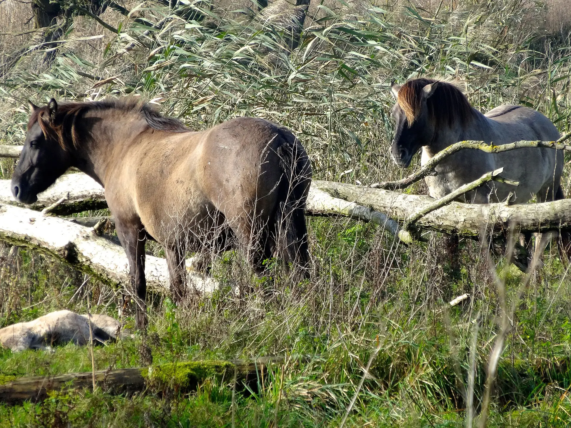 Twee konikpaarden tussen het riet in de Oostvaardersplassen