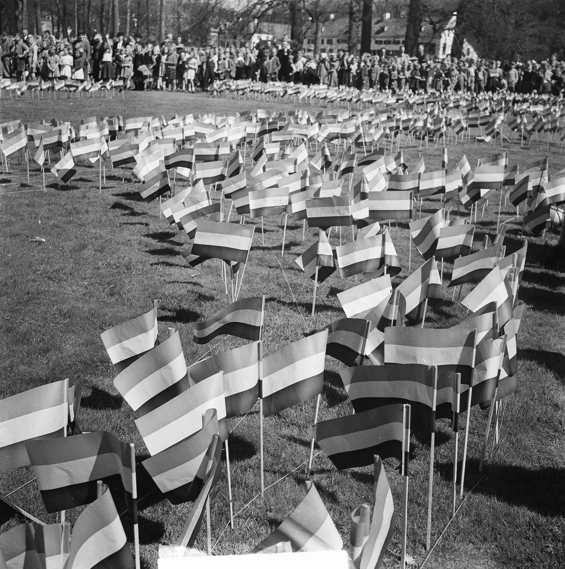 Een grasveld vol kleine vlaggetjes voor de verjaardag van koningin Juliana